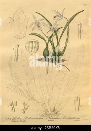 Xenia orchidacea, Leipzig, F.A. Brockhaus, 1858-1900., l'illustration montre les caractéristiques délicates des orchidées *Lelia Reichenbachiana* et *Catasetum Sieberthienii*. Au centre de la composition se trouvent deux plantes à fleurs, représentées avec des feuilles allongées et des structures florales complexes. Autour des plantes principales, plusieurs croquis détaillés mettent en évidence diverses parties des orchidées, y compris les bourgeons, les racines et un gros plan de l'anatomie de la fleur. Chaque élément est méticuleusement étiqueté, fournissant un aperçu des caractéristiques botaniques de ces espèces. L'esthétique globale souligne l'elegan Banque D'Images