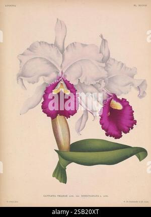 Lindenia Gand [Belgique], Impr. F. Meyer-van Loo, 1885-1906. Guides de classification identification nomenclature nomenclature, orchidées orchidées populaires œuvres picturales terminologie fleurs tiges feuilles Banque D'Images