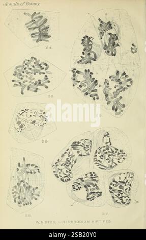Annales de botanique, Londres, botanique, périodiques, plantes Banque D'Images