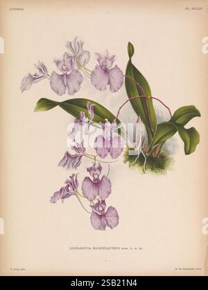 Lindenia Gand [Belgique], Impr. F. Meyer-van Loo, 1885-1906, classification, guides, nomenclature, nomenclature populaire, Orchidaceae, orchidées, œuvres picturales, terminologie, fleurs, tiges, feuilles, Une illustration botanique magnifiquement rendue mettant en valeur les détails délicats de l'orchidée Compariethia macroplectron. L'œuvre met en valeur les motifs complexes et les couleurs des pétales de l'orchidée, qui présentent des nuances douces de violet avec des notes de blanc. La composition présente également des feuilles vertes luxuriantes qui offrent un contraste vibrant aux fleurs, améliorant l'esthétisme général Banque D'Images