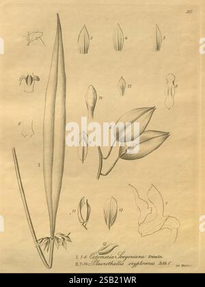 Xenia, Orchidacea, Leipzig, F.A. Brockhaus, 1858-1900., cette illustration botanique complexe présente des rendus détaillés de diverses parties de plantes, mettant en valeur la morphologie de deux espèces : *Inoceronia stegeriana* et *Plurothallis erytrocephalus*. La composition comprend des éléments étiquetés tels que des feuilles, des bourgeons floraux et différents stades de développement de la fleur. Chaque section est méticuleusement dessinée pour mettre en évidence les caractéristiques uniques des plantes, avec des annotations énumérant des caractéristiques spécifiques. L'accent mis sur les détails fins souligne la complexité des structures botaniques, ce qui en fait un R précieux Banque D'Images