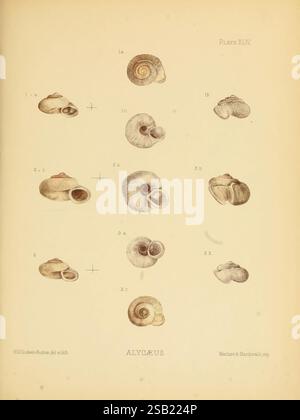Terres, et, eaux douces, mollusques, de, Inde, Londres, Taylor et Francis, 1882-, Asie, Inde, mollusques, coquillages, l'illustration présente une étude détaillée de divers spécimens de coquillages classés sous le genre Alycaeus. Chaque coquille est représentée sous plusieurs angles, présentant des caractéristiques uniques telles que la forme, la texture et les motifs en spirale. Les spécimens sont étiquetés avec des lettres et des chiffres, indiquant des variations et des orientations spécifiques. Cette collection met l'accent sur la diversité au sein du genre, mettant en évidence les conceptions complexes et les différences structurelles de chaque coquille, ce qui en fait une valeur Banque D'Images