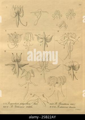 Xenia orchidacea. Leipzig, F.A. Brockhaus, 1858-1900., Une illustration botanique détaillée présentant diverses espèces d'orchidées, avec des diagrammes étiquetés de fleurs et leurs éléments structurels. Chaque section numérotée met en évidence des caractéristiques distinctives, y compris la forme et la disposition des pétales, les variations du labellum et les parties reproductives. L'illustration sert de référence scientifique, capturant la beauté complexe et la diversité de ces spécimens floraux, avec des annotations indiquant des espèces spécifiques et des informations de classification. La présentation générale présente une étude complète de OR Banque D'Images