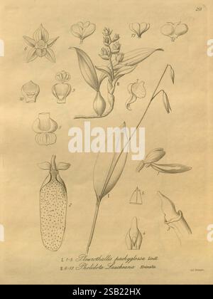 Xenia orchidacea, Leipzig, F.A. Brockhaus, 1858-1900., illustration botanique détaillée présentant diverses espèces d'orchidées. La composition comprend des représentations étiquetées de fleurs, de bourgeons et de feuilles, organisées systématiquement à des fins éducatives. Les entrées numérotées mettent en évidence des caractéristiques spécifiques, avec des descriptions pour chaque partie de la plante, telles que les formes et structures distinctives des fleurs, ainsi qu'une représentation des feuilles et des fruits en évidence. L'œuvre sert de référence scientifique, mélangeant l'art avec la précision botanique, idéal pour les études liées à la flore classifica Banque D'Images