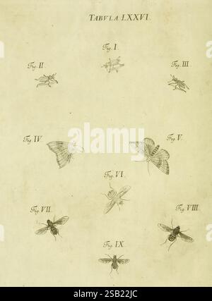 Iacobi Christiani Schaefferi Icones insectorum circa Ratisbonam, Ratisbonae, Typis Zeitlerianis, 1791, Allemagne, insectes, Regensburg, Arthropoda, œuvres picturales, Woodshole, arthropode, Une série d'illustrations artistiques mettant en valeur divers insectes, présentée dans un plan structuré. Les illustrations sont étiquetées à partir de la Fig. I à Fig. IX, représentant différentes espèces. Chaque figure présente des caractéristiques anatomiques détaillées, soulignant la diversité dans la forme et la structure des insectes. L'arrangement est méthodique, suggérant une classification ou une étude de l'entomologie, avec quelques figures ressemblant à des mites an Banque D'Images