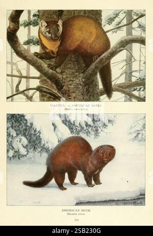 Animaux sauvages d'Amérique du Nord Washington, DC mammifères Amérique du Nord Martes americana Neovison vison Mustela vison vison vison d'Amérique sable d'Amérique Martre d'Amérique Edward William Nelson Louisa Agassiz Fuertes, l'illustration présente deux mammifères nord-américains notables. Au sommet, la Martre, également connue sous le nom de sable américain, est représentée gracieusement perchée sur une branche d'arbre. Sa fourrure élégante et ses yeux vifs soulignent son agilité et sa nature curieuse. Ci-dessous, le vison américain est montré dans une position ludique sur un sol enneigé, mettant en valeur son long corps et sa fourrure luxueuse. Les deux animaux sont illustrés avec Banque D'Images