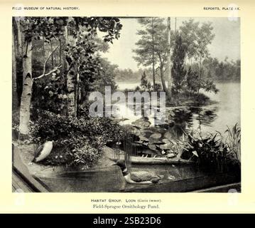 Annuel, rapport, Conseil d'administration, fiduciaires, année, Chicago, États-Unis, Field, Museum, Natural, histoire, 1907-1943, Field Museum of Natural History, Natural History, périodiques, Une scène tranquille au bord du lac avec un plan d'eau serein entouré d'arbres luxuriants et de végétation. Le premier plan présente une variété de plantes et des reflets sereins sur la surface de l'eau, tandis que les nénuphars peuvent être vus flottant gracieusement. En arrière-plan, de douces collines s'élèvent, partiellement obscurcies par le feuillage. La composition capte le calme de la nature, invitant les spectateurs à s’immerger dans ce cadre idyllique. Banque D'Images