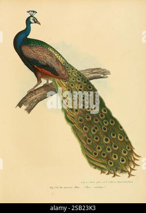 Bilder-atlas, zur Wissenschaftlich-populären Naturgeschichte, der Vögel, in ihren sämmtlichen Hauptformen, Wien, K.K. Hof und Staatsdruckerei, 1864. Oiseaux, œuvres picturales, Un majestueux paon perche élégamment sur une branche, affichant son plumage vibrant. Les plumes bleues et vertes irisées de l'oiseau brillent magnifiquement, avec une queue élaborée qui s'étend derrière elle, ornée de motifs étincelants. Les détails complexes de ses plumes mettent en valeur un dégradé de couleurs qui se transforment gracieusement. La tête du paon, couronnée de délicates plumes, ajoute à son aspect royal. Ci-dessous, le c Banque D'Images