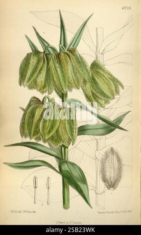 Curtis's Botanical Magazine Londres New York Botanical illustration botanique périodiques œuvres picturales plantes ornementales Curtis Banque D'Images