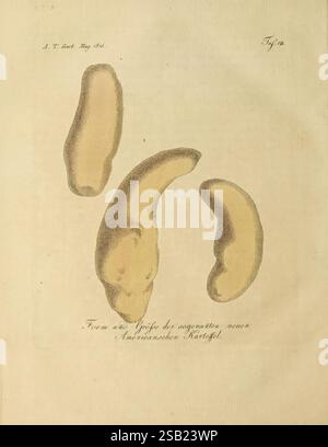 Fortsetzung des Allgemeinen teutschen Garten-Magazins Weimar Im Verlage des Landes-industrie-comptoirs 1815-1824 jardinage Allemagne périodiques horticoles Banque D'Images