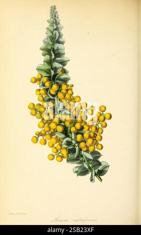 Paxton's Magazine of Botany London, Orr et Smith botaniques périodiques fleurs tiges feuilles, Une branche d'Acacia cultriformis, mettant en valeur son feuillage distinctif et ses grappes de fleurs jaunes vibrantes. Les feuilles allongées sont disposées selon un motif alterné, offrant un contraste frappant avec les fleurs sphériques brillantes qui présentent un aspect dense, semblable à un pompon. Les détails complexes des feuilles et des fleurs soulignent la beauté naturelle de cette espèce, soulignant sa structure unique et sa couleur vibrante. Cette plante est couramment trouvée dans les paysages australiens, souvent connue pour sa résilience A. Banque D'Images
