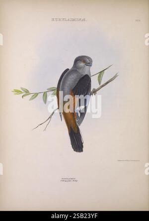 Les, genres, de, oiseaux, Londres, 1849, oiseaux, classification comportementale, pictural, œuvres, ornithologique, illustration, Une représentation saisissante d'un oiseau perché gracieusement sur une branche élancée. Le plumage présente un mélange de couleurs : un corps gris riche complété par des accents orange et bleu vifs sur ses ailes. L’œil aiguisé de l’oiseau transmet une conscience aiguë de son environnement, tandis que de délicates feuilles vertes encadrent la scène, mettant en valeur l’habitat naturel. Les détails complexes des plumes et la posture élégante soulignent la beauté et la grâce de ce sujet aviaire. L'équilibre global de la composition Banque D'Images