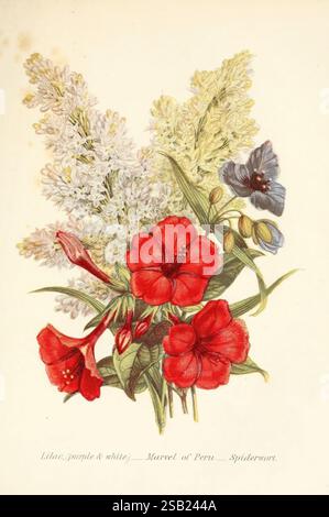 Le langage des fleurs, ou emblèmes floraux des pensées, des sentiments, et des sentiments, Londres, G. Routledge, 1869, fleur, langue Banque D'Images