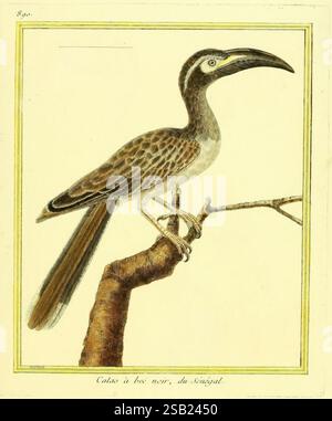 Planches enluminées d'histoire naturelle, Paris ?, s.n, 1765-1783?, oiseaux, œuvres picturales, zoologie Banque D'Images