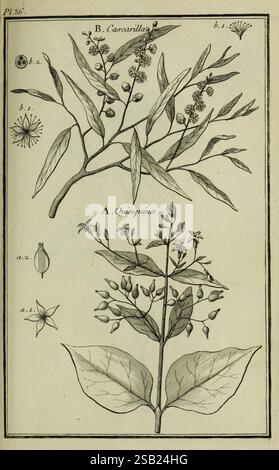 Vertus et usages de sept cents dix-neuf plantes, Paris, P.F. Didot le jeune, 1767, France, plantes médicinales, Materia Medica, œuvres picturales, Quinquina, Cascarilla, l'illustration présente deux spécimens botaniques : la partie supérieure présente B. Cascarillas, représenté avec des feuilles allongées et de petits grappes de baies, accompagné d'annotations botaniques détaillées soulignant ses caractéristiques. Au-dessous, il y a A. Quinquina, illustré avec des feuilles plus larges et divers stades de développement des fleurs et des fruits, également annoté pour l'identification. Autour des plantes sont des détails supplémentaires Banque D'Images