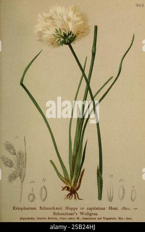 Atlas der Alpenflora Wien Alpenvereins 1882 Alpes Atlases plantes de montagne, l'illustration montre la plante Eriophorum scheuchzeri, communément connue sous le nom de lainerie de Scheuchzer. La plante est représentée avec ses longues feuilles vertes fines caractéristiques et ses fleurs blanches pelucheuses distinctives qui ressemblent au coton. Sur le côté, il y a des dessins détaillés des caractéristiques reproductives de la plante, y compris diverses structures florales et graines, présentés avec des étiquettes précises correspondant à différentes parties de la plante. La composition globale souligne à la fois la beauté et les détails botaniques de cette espèce, Banque D'Images