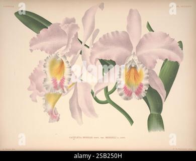 Lindenia, Bruxelles, L. Linden, 1891-[1897?], Orchidaceae, périodiques, œuvres picturales, Jean Jules Linden, Lucien Linden, Emrodigas, orchidées, botanique, fleurs, Alphonse Goossens, Cattleya mossiae, L'œuvre présente un arrangement délicat de Cattleya mossiae, une espèce étonnante d'orchidée. Affichant des pétales complexes dans des tons doux de rose et de blanc, les fleurs présentent des accents vibrants de jaune et de violet dans leurs gorges. Des feuilles vertes luxuriantes s'étendent gracieusement à partir de la base, ajoutant contraste et profondeur à la composition. Cette illustration botanique capture l'élégance et les détails complexes de Banque D'Images