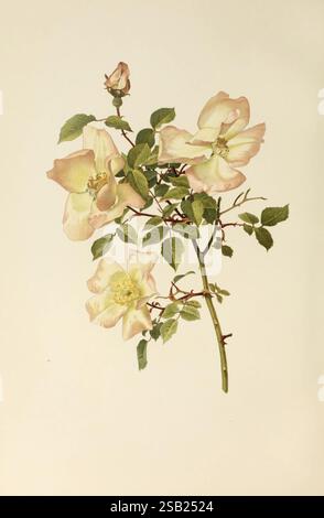 Le genre rosa, 1914 roses, botanique, rosa, rosa chinensis var grandiflora hort, planche 29 le genre rosa ellen willmott FLS 1910, alfred parsons ara Illustrator, Une branche délicate d'une rose fleurie présente des fleurs douces et roses pâles à divers stades de floraison, accompagnées de feuilles vertes luxuriantes. Les pétales des fleurs présentent de subtils gradients de couleur, passant gracieusement du blanc crème au rougissement sur les bords. Un bourgeon fermé laisse entrevoir le potentiel de futures floraisons, tandis que les tiges et les feuilles entrelacées ajoutent une touche d'élégance et de vitalité à la composition. Cette casquette d'affichage botanique Banque D'Images