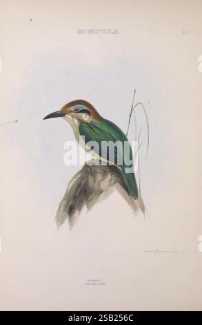 Les, genres, de, oiseaux, Londres, 1849, oiseaux, classification comportementale, pictural, œuvres, ornithologique, illustration, Un oiseau magnifiquement illustré perché sur un élément naturel, mettant en valeur son plumage vert éclatant et sa tête marron distinctive. L'œil bleu saisissant de l'oiseau est un point focal, attirant l'attention sur ses caractéristiques élégantes. Les détails fins soulignent la texture des plumes et les couleurs subtiles de l'environnement, tandis que les herbes hautes ajoutent au cadre naturel. L'illustration est étiquetée 'MOMOTUS', suggérant que cet oiseau appartient à une famille spécifique connue pour ses caractéristiques uniques Banque D'Images
