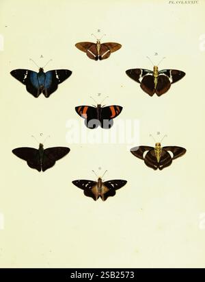 De uitlandsche kapellen voorkomende in de drie waereld-deelen, Asia, Africa en America, Amsteldam, chez S. J. Baalde, 1779-1782. Afrique, Amérique, Asie, Lépidoptères, Surinam, Lepidoptera, 10, cette illustration présente une collection de huit espèces distinctes de papillons et de papillons de nuit, soigneusement disposés en deux rangées. Chaque spécimen est étiqueté avec une lettre d'identification. La rangée supérieure comprend un papillon bleu frappant avec des bords noirs, un papillon brun avec des motifs complexes, et un papillon noir et blanc audacieux avec des marques distinctives. La rangée du bas présente un riche papillon brun avec orang coloré Banque D'Images