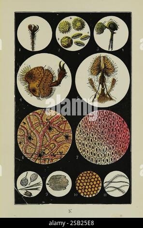 Les objets communs du pays, Londres, George Routledge and sons, 1894, zoologie. Banque D'Images