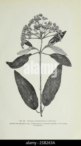Journal, Royal, horticulture, Société, Londres, imprimé, Royal, horticole, Société, Spottiswoode, & Co, botanique, culture fruitière, jardinage, horticulture, périodiques, sociétés, tuinbouw, tuinen, tuinieren, une illustration botanique de Vernonia rithrophylus, montrant ses caractéristiques détaillées. La plante a des feuilles allongées mesurant 8 à 9 pouces de longueur, caractérisées par une texture lisse et des veines proéminentes. Au sommet, des grappes de petites fleurs sont disposées en corymbes terminales, avec un diamètre allant de 7 à 8 pouces. La structure globale met en évidence les attributs distincts de la spécification Banque D'Images