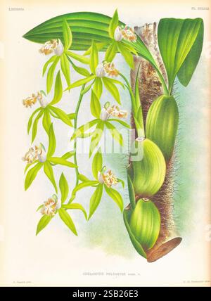 Lindenia, Gand [Belgique], Impr. F. Meyer-van Loo, 1885-1906, classification, guides, nomenclature, nomenclature populaire, Orchidaceae, orchidées, œuvres picturales, terminologie, Une illustration botanique met en valeur l'orchidée Coelogyne peltatae, caractérisée par ses feuilles allongées en forme de bandes et ses grappes de délicates fleurs blanches et jaunes. Les pseudobulbes de la plante sont représentés dans une teinte verdâtre, offrant un contraste avec les fleurs vibrantes. Les détails complexes soulignent la structure unique des feuilles et la disposition des fleurs, soulignant le beau naturel de la plante Banque D'Images