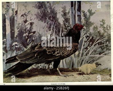 Oiseaux, de, Buzzard's, Roost, Indianapolis, IND, Scott-Miller, entreprise, 1907, oiseaux, Indiana, Vautour, Cathartes aura, Un Vulture de dinde se tient en évidence, mettant en valeur son plumage sombre distinctif et sa tête rouge unique. Ce rapace, connu pour son sens aigu de l'odorat, est entouré d'un cadre naturellement représenté avec des verts et des bleus doux, rappelant un paysage serein. A proximité, une petite créature de couleur claire, peut-être un jeune mammifère, ajoute un élément de curiosité à la scène, mettant en évidence les interactions écologiques présentes dans la nature. Le fond est orné de feuillage subtil et s. Banque D'Images