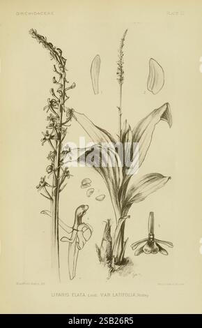 Orchidaceae Boston Houghton Mifflin 1905-22 Monocotyledoneae Orchidaceae Orchids Blanche Ames Ames Women in Science, Une illustration botanique représentant l'espèce d'orchidée Liparis elata var. Latifolia, décrite à l'origine par Ridley. La composition présente des rendus détaillés des tiges allongées de la plante, des feuilles minces et des fleurs complexes. Accompagnant l'illustration principale sont étiquetés des dessins de parties de fleurs, y compris les pétales et le labellum, fournissant une compréhension claire de la morphologie de la plante. L'attention méticuleuse aux détails met en valeur les caractéristiques uniques de cette orchidée, Banque D'Images