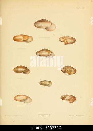 Terre, et mollusques d'eau douce de l'Inde, Londres, Taylor et Francis, 1882-, Asie, Inde, mollusques, coquillages, Une collection de coquillages illustrés présentant diverses espèces de la famille des Zonitidae. La plaque présente plusieurs vues de ces coques, mettant en évidence leurs formes, couleurs et motifs distincts. Chaque spécimen est méticuleusement étiqueté avec des désignations numériques, fournissant une référence claire pour l'identification. Les détails soignés soulignent les caractéristiques uniques de chaque coquille, contribuant à l'étude de la vie marine et des mollusques. Cette représentation visuelle sert à la fois d'Educat Banque D'Images