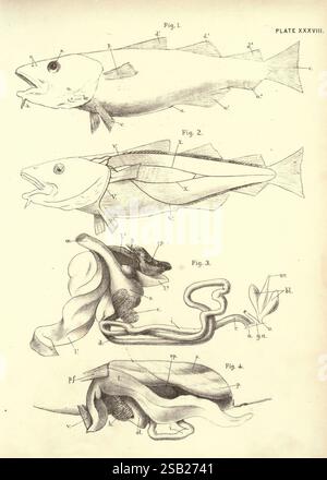 Illustrations de zoologie : invertébrés, vertébrés Édimbourg Y. J. Pentland, 1889. Zoologie travaux picturaux, l'illustration présente une série de rendus anatomiques détaillés de diverses espèces de poissons, chacun étiqueté pour identifier des parties et des structures spécifiques. La première figure montre une vue latérale d'un poisson, avec des flèches pointant vers des caractéristiques anatomiques telles que la bouche, les nageoires et les écailles. La deuxième figure offre une perspective différente sur un poisson similaire, mettant en évidence sa forme profilée et sa disposition des nageoires. Dans la troisième figure, l'anatomie interne est représentée, détaillant digestif et repr Banque D'Images
