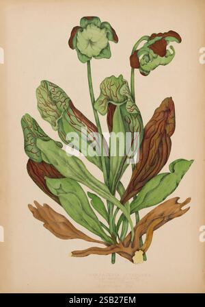 Canadien, sauvage, fleurs, Montréal, J. Lovell, 1868, botanique, Canada, pictural, œuvres, fleurs sauvages, Agnes, Dunbar, Moodie, Fitzgibbon, Chamberlin, femmes, in, science, violet, pichet, plante, Sarracenia purpurea, l'illustration présente un groupe de plantes pichet, caractérisées par leurs feuilles uniques en forme d'entonnoir conçues pour piéger les insectes. Les verts vifs et les rouges profonds créent un contraste saisissant, mettant en valeur les veines complexes sur les feuilles. Les plantes sont représentées avec des caractéristiques bien définies, y compris les ouvertures distinctes en forme de lèvres des pichets qui servent de pièges. Sous le feuillage, a Banque D'Images