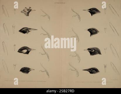 Les genres d'oiseaux, 1849, oiseau, oiseaux, ornithologie du comportement, classification, œuvres picturales, illustration ornithologique, musée de zoologie comparée, Une série d'illustrations détaillées mettant en valeur diverses espèces d'oiseaux, en se concentrant sur leurs profils de tête distincts. Chaque représentation met en évidence des caractéristiques uniques telles que les formes de bec et les textures de plumes, disposées symétriquement sur un fond neutre. Accompagnant les illustrations, des étiquettes dans une police élégante fournissent des noms scientifiques et des détails de classification, soulignant la diversité anatomique et la beauté de la vie aviaire. La mise en page suggère une étude o Banque D'Images