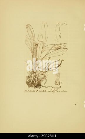 Orchidaceae Boston Houghton Mifflin 1905-22 Monocotyledoneae Orchidaceae Orchids Blanche Ames Women in Science, l'illustration présente une étude botanique de Masdeallia tubuliflora. Il met en valeur la base bulbeuse de la plante ornée de feuilles allongées et étroites qui s'étendent gracieusement vers l'extérieur. La représentation principale est accompagnée de deux esquisses détaillées, étiquetées « 1 » et « 2 », qui permettent probablement d'examiner de plus près les caractéristiques florales ou structurelles spécifiques de l'espèce. Le rendu artistique souligne les caractéristiques délicates de la plante, mettant en évidence sa morphologie unique dans un contex éducatif Banque D'Images