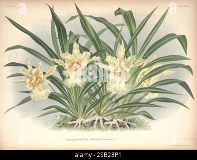 Lindenia, Bruxelles, L. Linden, 1891-[1897?], Orchidaceae, périodiques, œuvres picturales, Une illustration botanique mettant en vedette un groupe d'orchidées chondrorhyncha chestertonii exquises. Le design met en valeur les délicates fleurs jaune crème, chacune ornée de marques complexes qui ajoutent à leur élégance. Autour des fleurs sont des feuilles vertes luxuriantes qui fournissent un contraste vibrant, améliorant la composition globale. La scène capture la beauté naturelle et les détails complexes de ces orchidées, invitant l'admiration pour leur charme et l'art de l'illustration botanique. Banque D'Images