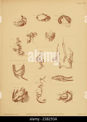 Terre d'eau douce, Mollusca, Inde, Londres, Taylor et Francis, 1882-, Asie, Inde, mollusques, coquillages,, L'illustration présente une série d'études scientifiques détaillées présentant diverses structures anatomiques des organismes Hemiplecta ariophanta et Nilgiria. Chaque section numérotée présente des formes distinctes, mettant en valeur des composants tels que la structure de la coquille, le système digestif et les organes reproducteurs, rendus dans un travail de ligne complexe. L'image met en évidence la diversité de la morphologie de l'espèce, avec des étiquettes détaillées indiquant des caractéristiques spécifiques, ce qui en fait une ressource précieuse pour la compréhension Banque D'Images