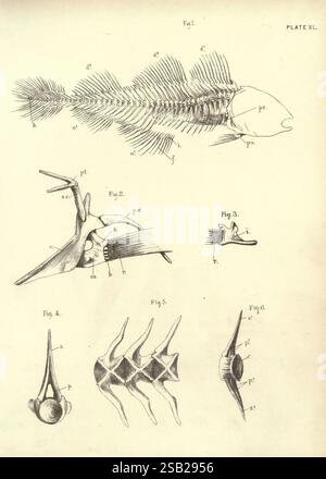 Illustrations de zoologie : invertébrés, vertébrés Edinburgh Y.J. Pentland, 1889. Zoologie, œuvres picturales, Une illustration anatomique détaillée mettant en valeur les différentes caractéristiques d'un poisson. L'image est divisée en plusieurs sections étiquetées, chacune mettant en évidence différentes structures. - La première section en haut à gauche présente la structure squelettique complète du poisson, avec des annotations indiquant des parties spécifiques telles que les vertèbres, le crâne et les nageoires. - La deuxième section représente l'articulation des vertèbres, illustrant comment elles se connectent et se déplacent. - La troisième section se concentre sur une spec Banque D'Images