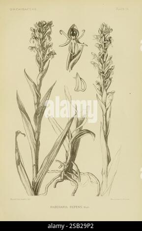 Orchidaceae Boston Houghton Mifflin 1905-22 monocotyledoneae Orchidaceae orchidées Blanche Ames Ames femmes en science, cette illustration présente Habenaria repens, une espèce appartenant à la famille des orchidées, Orchidaceae. La représentation détaillée comprend deux tiges primaires ornées de fleurs allongées groupées au sommet, mettant en valeur leurs formes et motifs complexes. En plus des tiges florissantes, une vue plus grande d'une fleur unique est présentée dans la section centrale, soulignant sa morphologie unique. La partie inférieure de l'image souligne le feuillage de la plante, caractérisé par large, la Banque D'Images