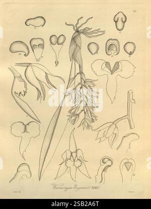 Xenia orchidacea, Leipzig, F.A. Brockhaus, 1858-1900., l'illustration présente divers dessins botaniques de l'espèce florale Varronia Eugenii. Il comprend des représentations détaillées des fleurs individuelles, mettant en évidence leurs formes et structures uniques. À côté de la fleur centrale, de multiples esquisses donnent un aperçu des différentes formations de pétales, des parties reproductrices et des caractéristiques des feuilles. Chaque dessin capture les détails complexes de l'anatomie de la plante, soulignant la diversité au sein de cette espèce. L'arrangement démontre une approche éducative, probablement destinée au stu botanique Banque D'Images