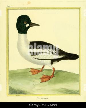 Planches enluminées d'histoire naturelle Paris oeuvres picturales Zoologie Garrot Common Goldeneye Banque D'Images