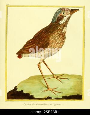 Planches enluminées d'histoire naturelle, Paris, s.n, 1765-1783, oiseaux, œuvres picturales, zoologie Banque D'Images