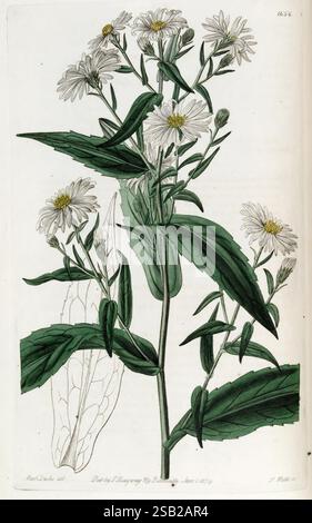 Edwards's Botanical Register London James Ridgway 1829-1847 1829 XIXe siècle illustration botanique botanique botanique gravure sur cuivre Angleterre gravures supports graphiques Grande-Bretagne coloration à la main coloriée à la main Icônes périodiques œuvres picturales introduction des plantes ornementales 32 Sarah Ann Drake 2 femmes dans la science Banque D'Images