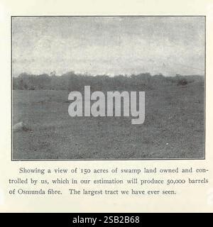 Orchidée, pourrie, et, azalée, tourbe, feuille, moisissure, vivant, sphaigne, mousse, pour orchidées, en balles, sphaigne, mousse, vert, agrégat, mousse, Walden, N. Y, C.W. Brownell & Co, Peat, New York State, catalogues, sphagnum, pépinière, pépinières, horticulture, Brownell C.W. Co, tourbe comme milieu de culture des plantes, Walden Orange County, histoires de jardin, en fleurs, la légende décrit une vaste étendue de terres marécageuses, comprenant 150 acres, détenues et gérées par un groupe particulier. Il met en évidence l'évaluation du groupe selon laquelle ce terrain a le potentiel de produire un remarquable 50 000 barils de fibre Osmunda. En outre, le capti Banque D'Images