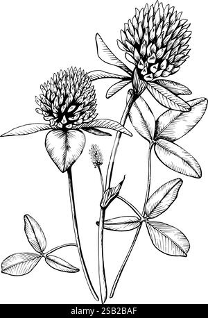 Composition contenant des plantes sauvages médicinales en fleurs de trèfle. Illustration vectorielle botanique dessinée à la main. Croquis peint par des encres noires ligne sur blanc isolé Illustration de Vecteur