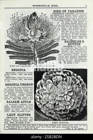 Lippincott Seeds, Minneapolis, Minn, Miss C.H. Lippincott, 1915, fleurs, légumes, fruits, graines, catalogues, pépinières, horticulture, histoires de jardin, en fleurs, une page botanique illustrée mettant en vedette diverses plantes. Au sommet, l'oiseau du paradis (Fouquieria gillesii), connu pour sa forme saisissante et sa couleur vibrante, est représenté aux côtés d'une description détaillée qui met en évidence son attrait exotique. Ci-dessous, il y a 'bouton de Bachelor', avec une brève note sur ses caractéristiques et les conditions de croissance. La section dédiée à la « Bégonia » énumère soigneusement ses espèces et attributs, en soulignant son orname Banque D'Images