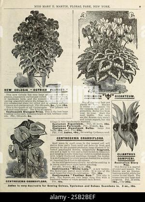 Fleurs pour le printemps, Floral Park, N. Y, Miss Mary E. Martin, 1900, fleurs, graines, cyclamen, catalogues, pépinières, horticulture, Miss Mary E. Martin firme, histoires de jardin, en fleurs, Centrosema grandiflora, la page présente plusieurs illustrations botaniques et descriptions de différentes plantes disponibles à la vente. En haut à gauche, une représentation détaillée de 'New Celosia 'plumes d'autruche',', connue pour ses fleurs plumeuses uniques et ses couleurs vibrantes. Adjacent à elle est 'Cyclamen Giganteum', mettant en valeur les grandes fleurs et le feuillage de la plante, qui sont célébrés pour leur beauté. En dessous d'eux, 'Centrosema GRA Banque D'Images