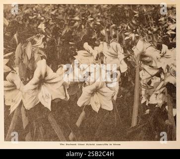 The Burbank Seed Book, Santa Rosa, Californie, Luther Burbank Co, Californie fleurs, graines, amaryllis, Santa Rosa, catalogues, matériel de pépinière, horticulture de pépinière, plantes de bulbes, industrie et commerce de semences, Burbank Luther Company, Burbank Giant Amaryllis, histoires de jardin, en fleurs, un arrangement luxuriant de fleurs élégantes est présenté, mettant en vedette une variété de grandes fleurs en fleurs qui présentent des structures de pétales complexes. Les fleurs affichent un mélange de nuances douces et audacieuses, avec des variations subtiles dans leurs motifs et textures. Le feuillage environnant complète l'affichage floral, améliorant le ri global Banque D'Images