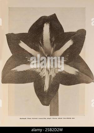 The Burbank Seed Book, Santa Rosa, Californie, Luther Burbank Co, Californie fleurs, amaryllis, Santa Rosa, catalogues, pépinière, pépinières, horticulture, bulbes, plantes, industrie et commerce des semences, Burbank, Luther Company, Burbank Giant Hybrid Amaryllis, histoires de jardin, en fleurs., le point focal de cette composition est une grande fleur frappante connue sous le nom d'Amaryllis hybride géant de Burbank. La fleur présente une fleur unique et expansive caractérisée par ses pétales vibrants. Chaque pétale est accentué par des motifs audacieux et contrastés, avec des couleurs profondes et riches qui sont soulignées par un m blanc complexe Banque D'Images