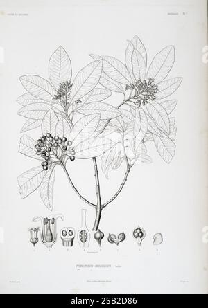 Tentamen florae Abyssinicae, Parisiis, Arthus Bertrand, 1847-1851, cette illustration représente les détails botaniques du Pittosporum abyssinicum, mettant en valeur ses feuilles distinctives et ses grappes de baies. Les dessins qui l’accompagnent mettent en évidence différentes étapes des structures reproductrices de la plante, y compris des représentations détaillées de fleurs et de fruits. Chaque élément est méticuleusement étiqueté, soulignant les caractéristiques morphologiques de la plante et facilitant son identification. La composition globale combine précision scientifique avec une présentation artistique, reflétant l'élégance des illustrati botaniques Banque D'Images