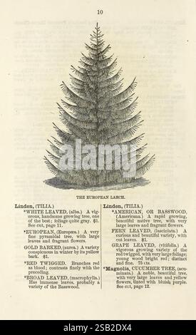 Ellwanger & Barry's catalogue descriptif d'arbres et arbustes ornementaux, roses, plantes à fleurs, etc Rochester, N. Y, Ellwanger & Barry, 1868 plantes, arbustes, catalogues, mélèze européen, arbres ornementaux, pépinière, Ellwanger Barry, horticulture en pépinière, Garden Stories, in Bloom, une page illustrée présentant des dessins botaniques détaillés de diverses espèces d'arbres. Le Larch européen, représenté avec sa forme conique distinctive, ses grandes aiguilles et ses fleurs parfumées, est bien en évidence. Accompagnant l'illustration sont des descriptions d'autres arbres, tels que le Linden, qui a des attributs Li Banque D'Images